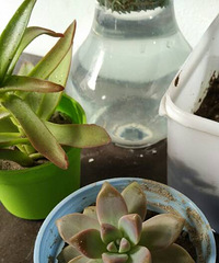 ���ų���������