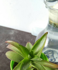 ���ų���������