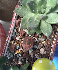 �ҵ�PPҪ��ʼ�����ˣ������Һþ�ѽ��