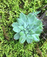 ����Ȼ��Ⱦ����Ҳ��ʼ����������