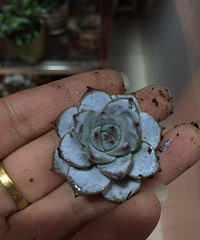 ���˺ü����£���Ȼ��û��������Ϊʲô��