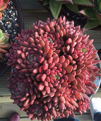 ����Ҫ��ò���������ô��