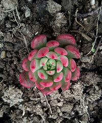 ��Բ��������ɫ�����ǿ���ô����