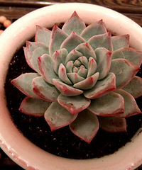 �����ô����