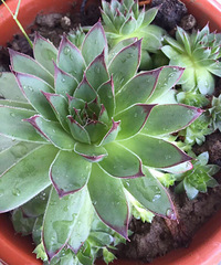 ���Ϸ��˺ö�Сѿ�����������á���