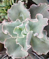 ����ɶ����