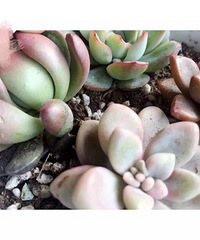 ��Щ�������Ļ����ݲ�