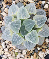 ��˵���������18����ٵİ���