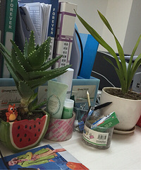 ��ɹ�칫����ֲ����ǰ��Сɭ��