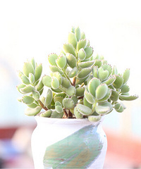 �����Լ����Ķ���