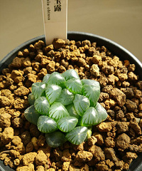 ����Ϊ���Ҳ�ȽϹ�û�뵽ֻҪ500Ԫ��