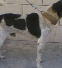 �����¡�С��