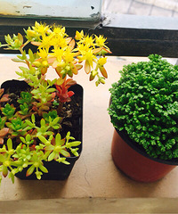 �������ɫ