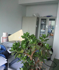 ��ɹ�칫����ֲ��С�����Ȼ���ɡ����������