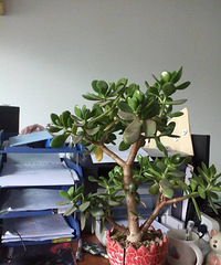 ��ɹ�칫����ֲ��С�����Ȼ���ɡ����������