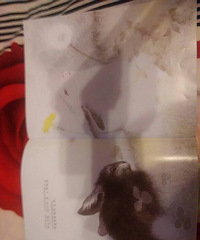 �����»汾�¡����úͰ���