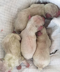 �����ı��ܱ�������̥��