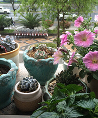 �ҵ�С��԰��Ư���Ĳ�Ҫ��Ҫ��