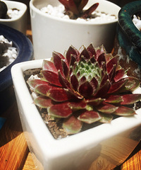 ����Ʈ��