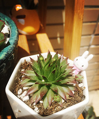 ����Ʈ��