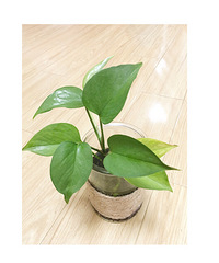 ��ɹ�칫��ֲ�����������MAX