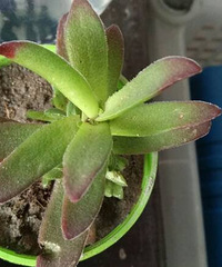 ��������ֳ�����