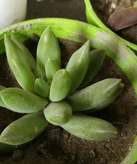 ��������ֳ�����