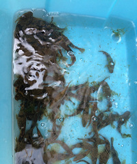 纯野生小鱼