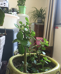 ��ɹ�칫����ֲ����������