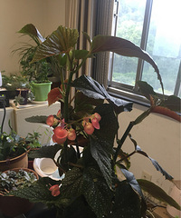 ��ɹ�칫����ֲ����������