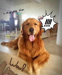 �����ӹ���¶����