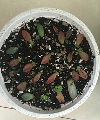 ��ѿ�쿪����