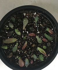 ��ѿ�쿪����