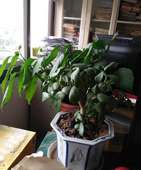 ��ɹ�칫����ֲ��ֲ�����ǲ���