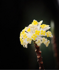 ÿ��һ����