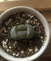 pp���泤����Сpp