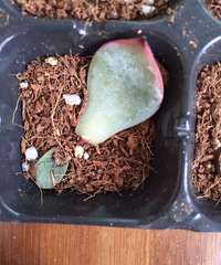 ����10�죬�ҵļ����޳�����ѿ����Ҷ���