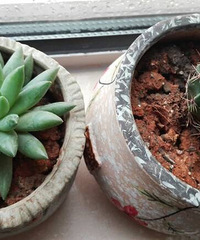 ��ɹ�칫����ֲ�� ��ɫ������