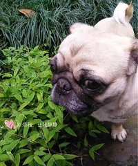 �������Ǳ����