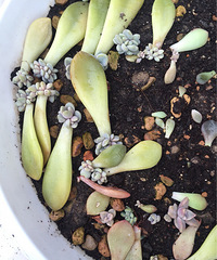 ������Ӫ���е�����