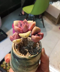 ����һ�ֿ��˾�����Ĳ�~