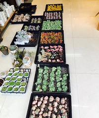 ����һ�ֿ��˾�����Ĳ�~