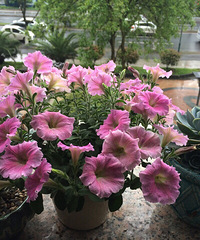 ����������һ����ô������Ŀ��һ���ºǣ�Ư