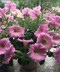 ����������һ����ô������Ŀ��һ���ºǣ�Ư