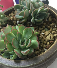 ������ģ��Լ��Եġ�