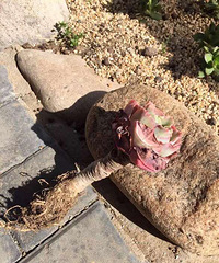 ��˭֪������ʲôƷ�֣�