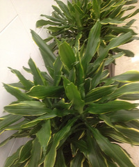 ��ɹ�칫����ֲ��+��ɫֲ����Ȼ����Ҳ