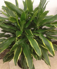 ��ɹ�칫����ֲ��+��ɫֲ����Ȼ����Ҳ