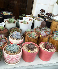 ÿ�쿴������һ��㳤������Ҳ��������