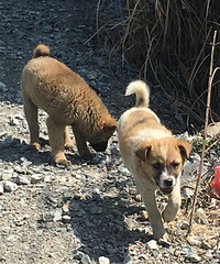 ��ë�����ͣ�·�ŷ彭